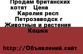 Продам британских котят › Цена ­ 1 500 - Карелия респ., Петрозаводск г. Животные и растения » Кошки   